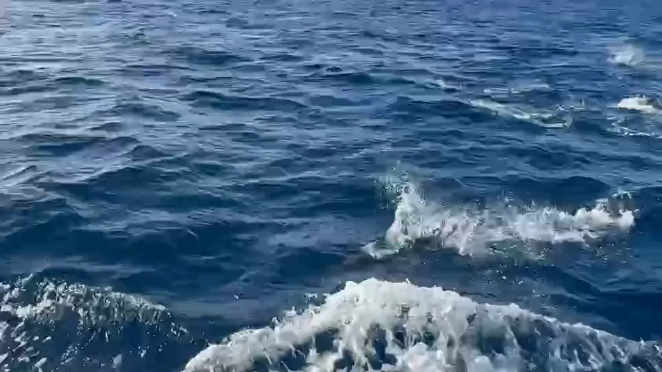 Delfines nadando junto al velero ALAIA frente a Arrecife